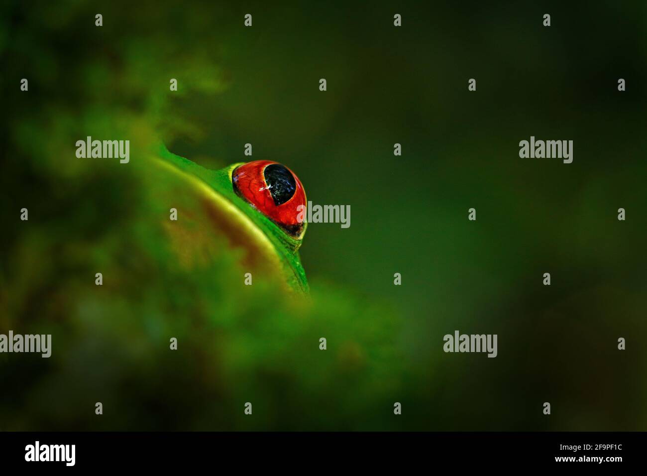 Detail close-up of frog red eye, hidden in green vegetation. Red-eyed Tree Frog, Agalychnis callidryas, animal with big eyes, in nature habitat, Costa Stock Photo