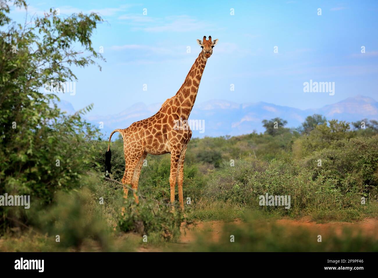 Giraffe hidden in green vegetation. Wildlife scene from nature. Evening  light in the forest, Africa. Big animal with mountain in the background,  blue Stock Photo - Alamy