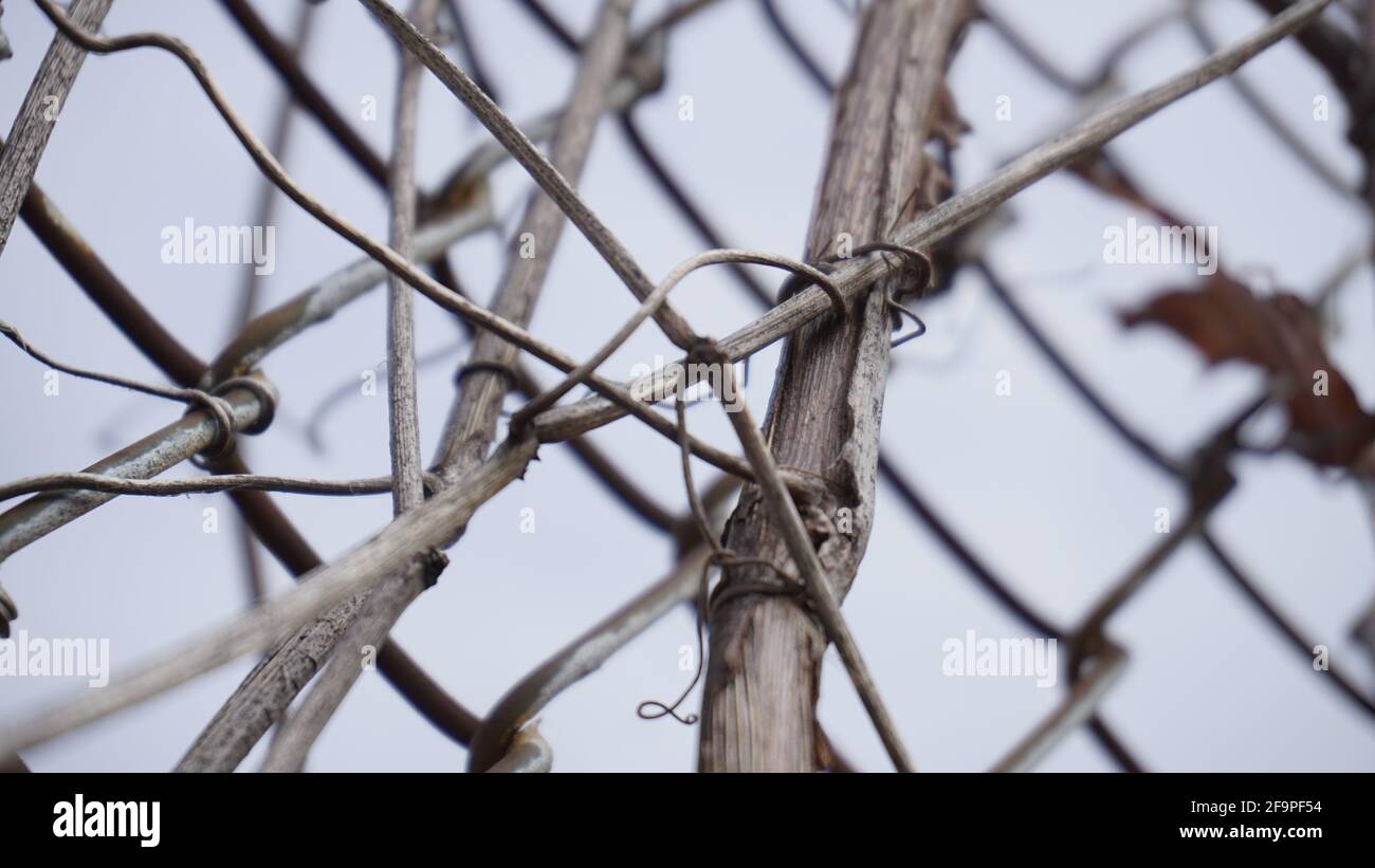 Closeup shot of a garden grid fence Stock Photo - Alamy