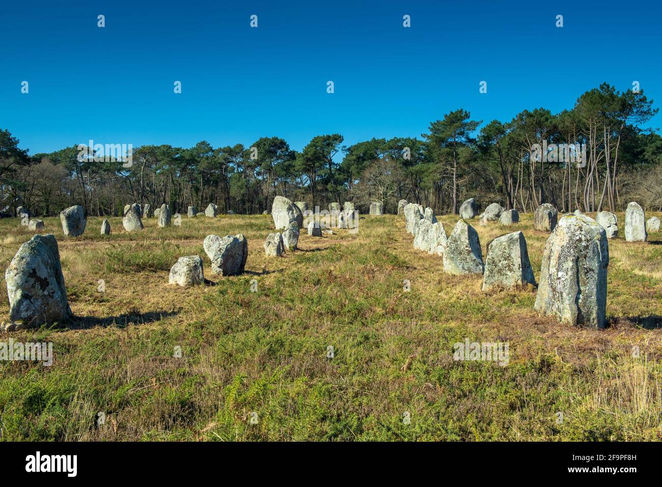Part of the largest menhir alignment in the world near Carnac Stock Photo