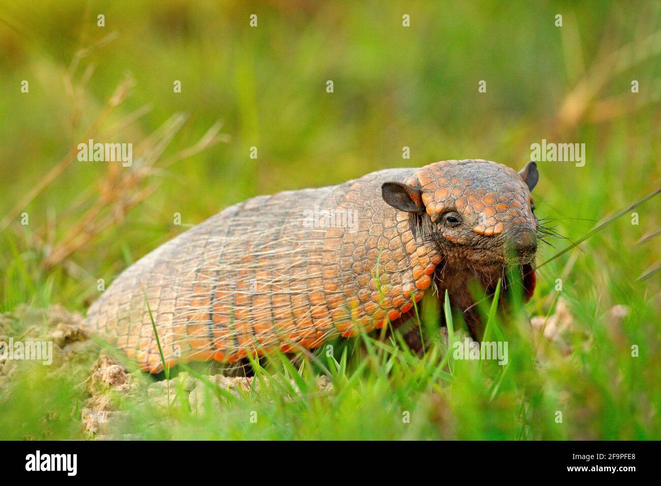 Chaeta High Resolution Stock Photography And Images Alamy