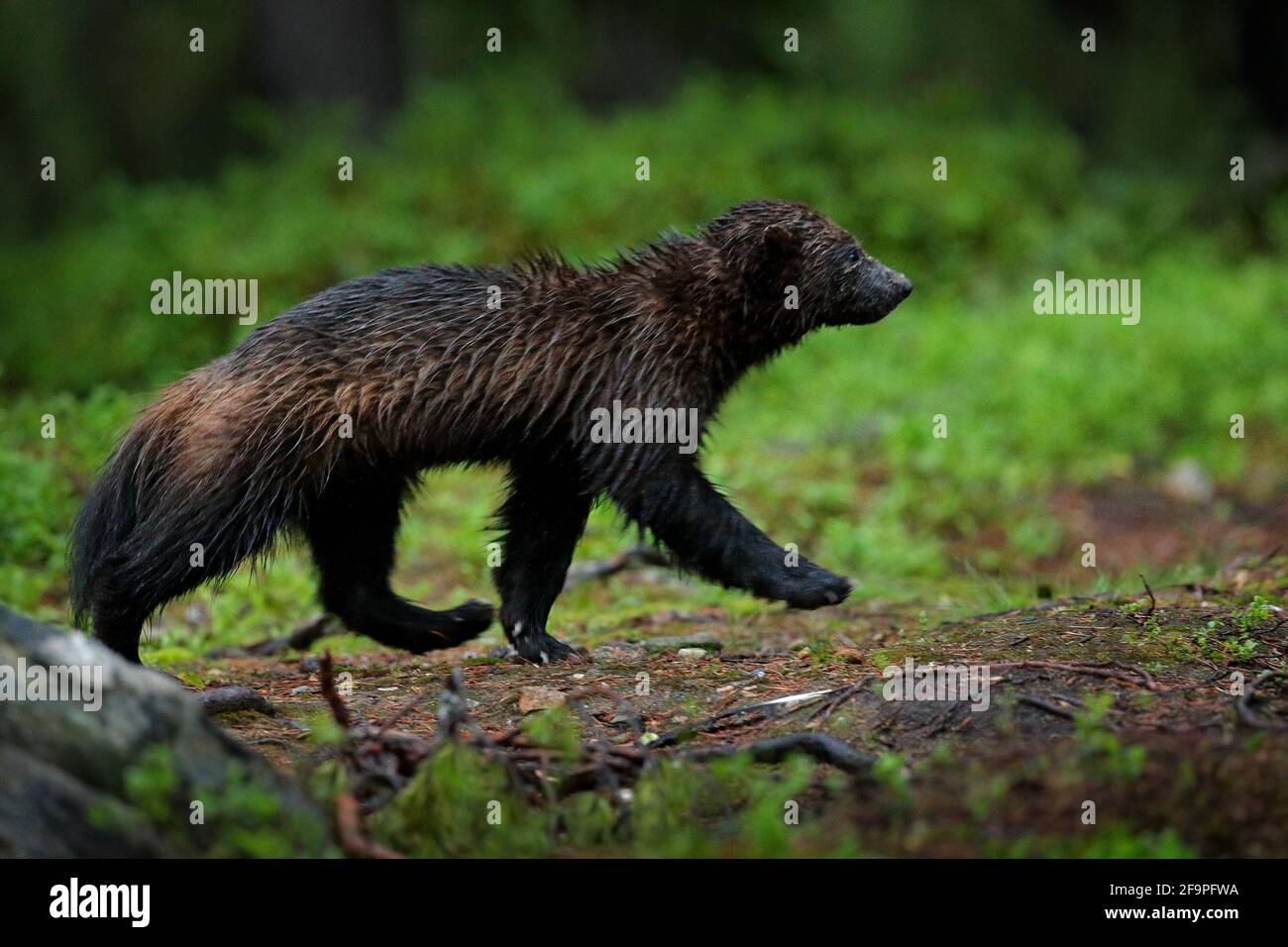 Running Wolverine in Russia taiga. Wildlife scene from nature. Rare animal from north of Europe. Wild wolverine in the night. Animal behaviour in the Stock Photo