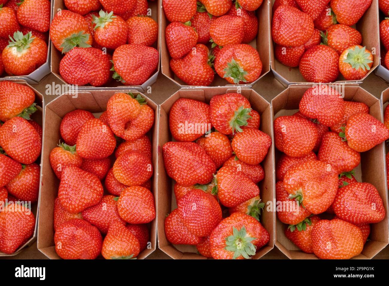 Spargelhof Klaistow, Erlebnisbauerhof, Potsdam-Mittelmark, frische Erbeeren Stock Photo