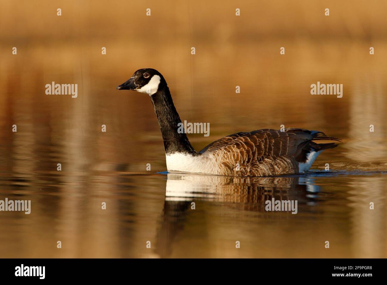 Canada goose top branta canadensis jacket