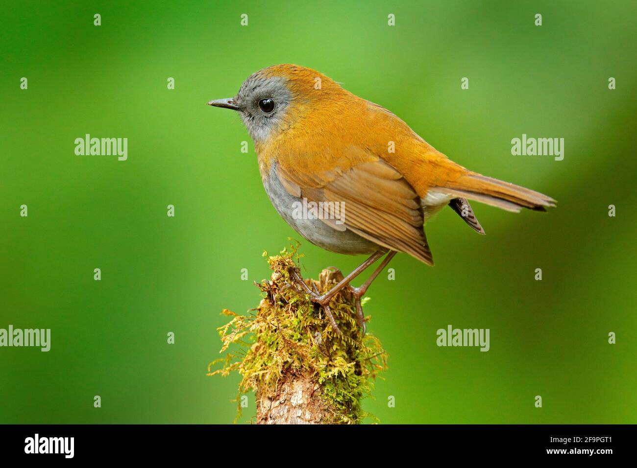 Black-billed Nightingale-Thrush, Catharus gracilirostris, brown grey bird in the nature forest habitat. Trush with clear green background, Savege rive Stock Photo