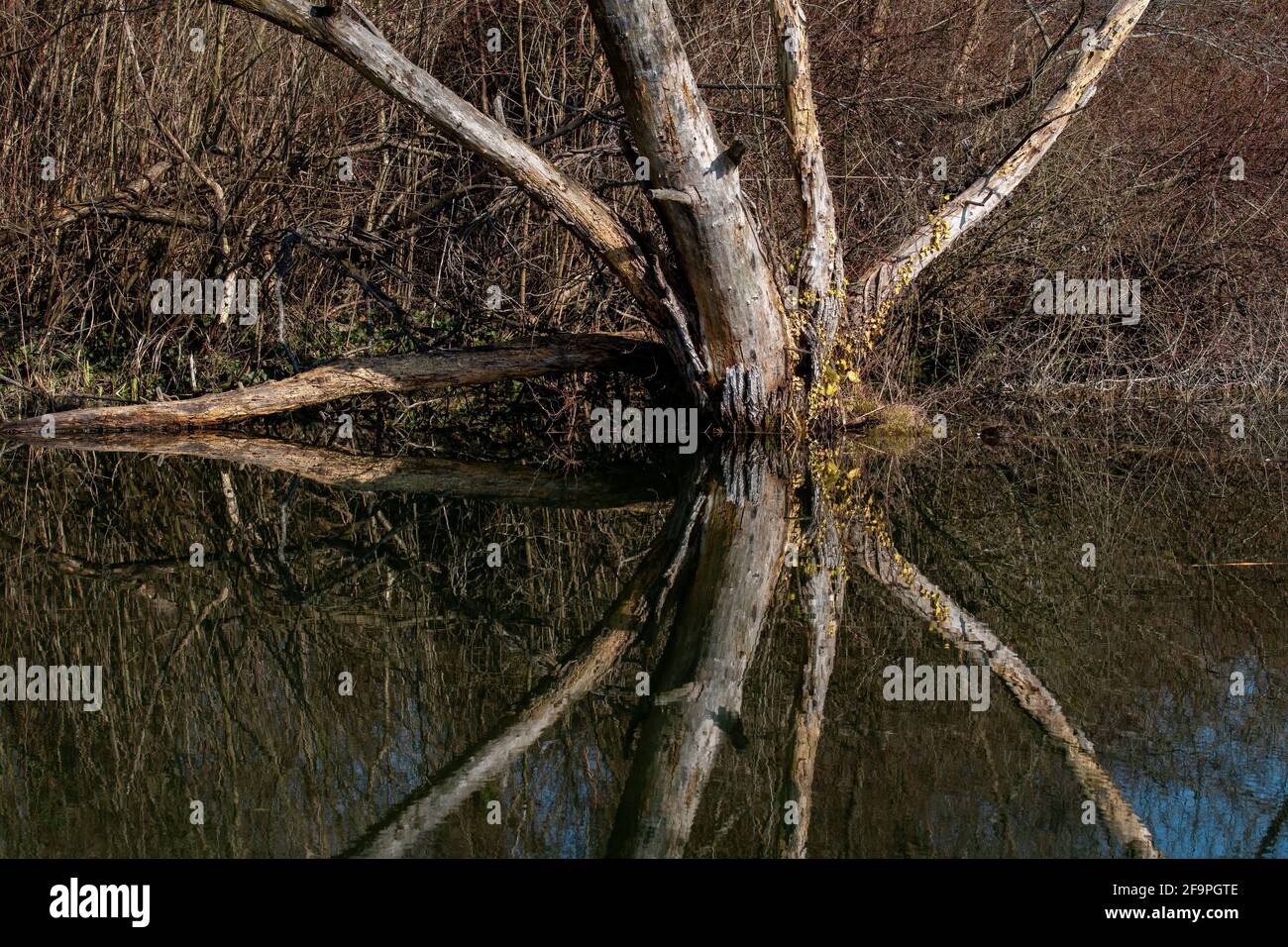 Beautiful shot of a tree with its reflection on the surface of a calm ...