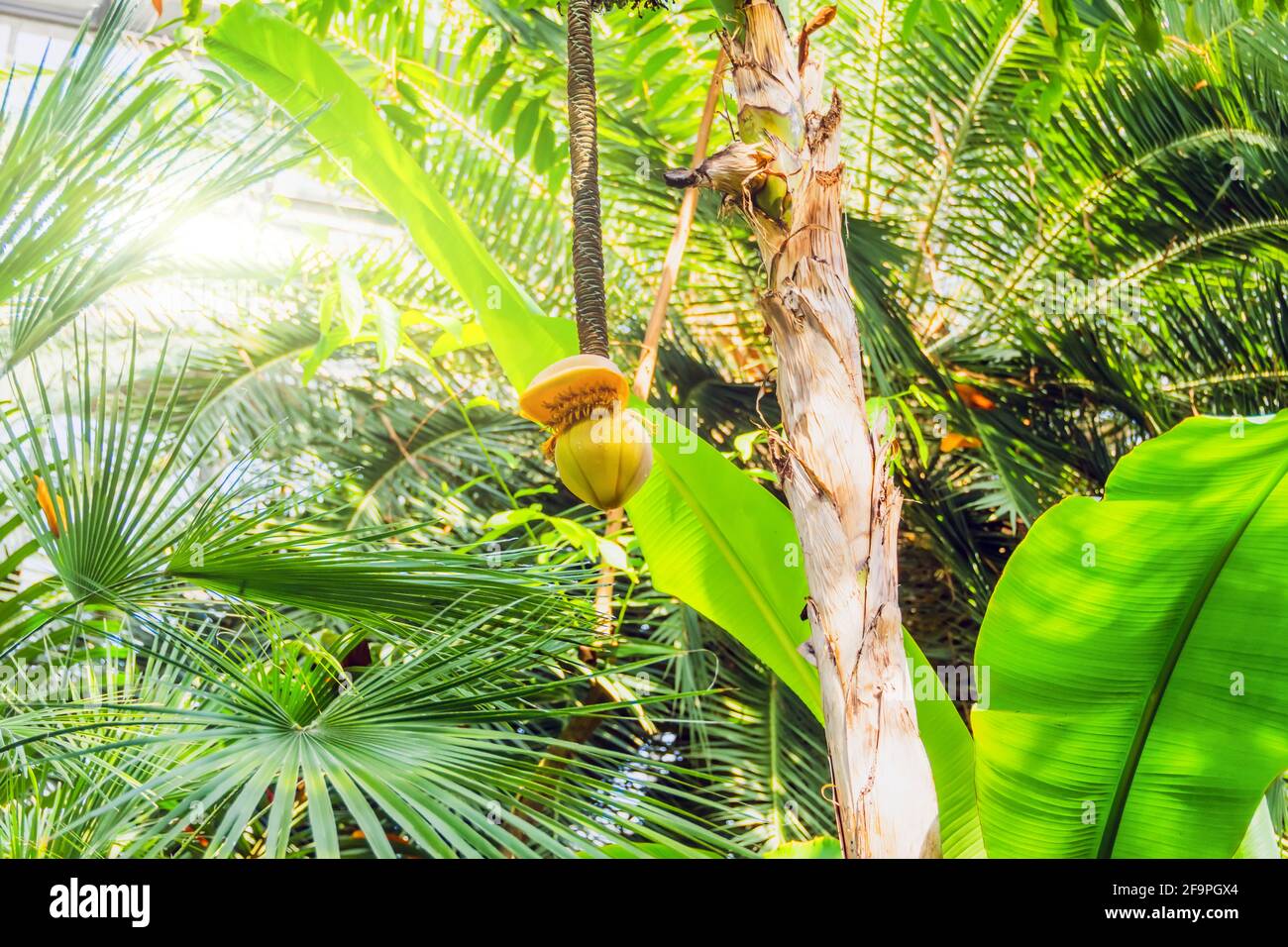 Musa Young banana flower growing in the tropics. Bananas on the tree. Musaceae family Stock Photo