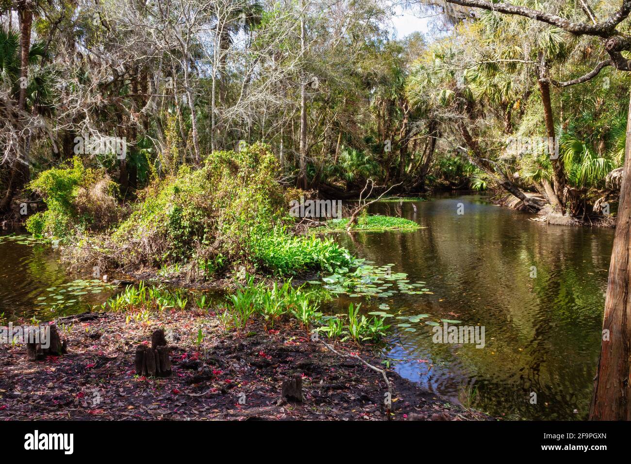 Natural view of a river flowering downstream near Morris Bridge Park in Tampa, Florida Stock Photo