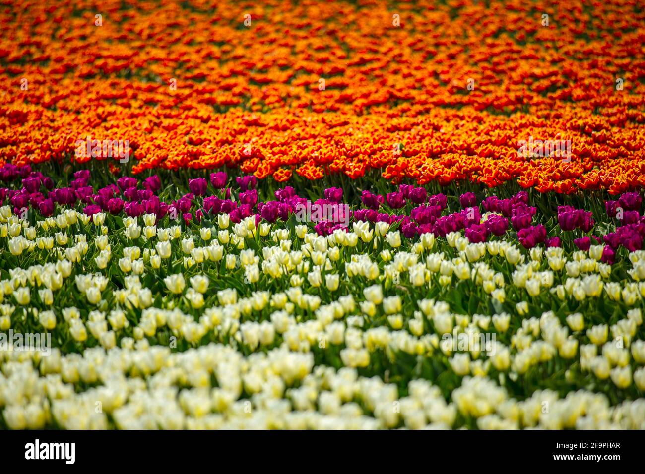 Tulpen wachsen auf den Feldern bei Schloß Dyck in der Nähe von Grevenbroich. Damit Schaulustige nichts zertrampeln oder wegnehmen, gibt es feste Benim Stock Photo