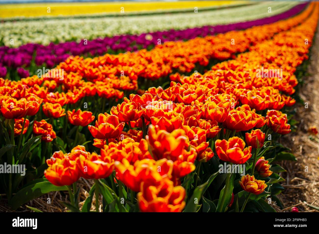 Tulpen wachsen auf den Feldern bei Schloß Dyck in der Nähe von