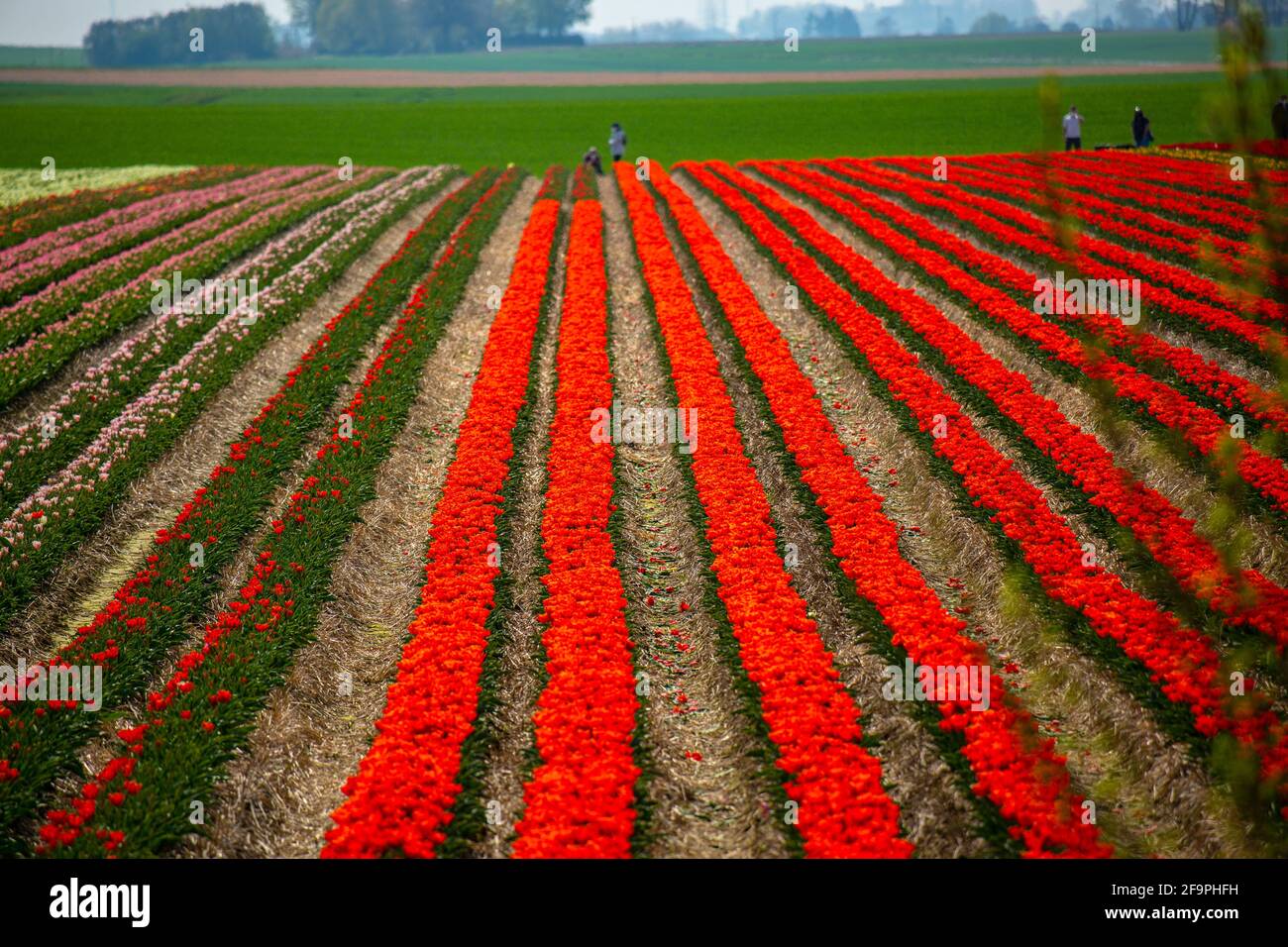 Tulpen wachsen auf den Feldern bei Schloß Dyck in der Nähe von Grevenbroich. Damit Schaulustige nichts zertrampeln oder wegnehmen, gibt es feste Benim Stock Photo