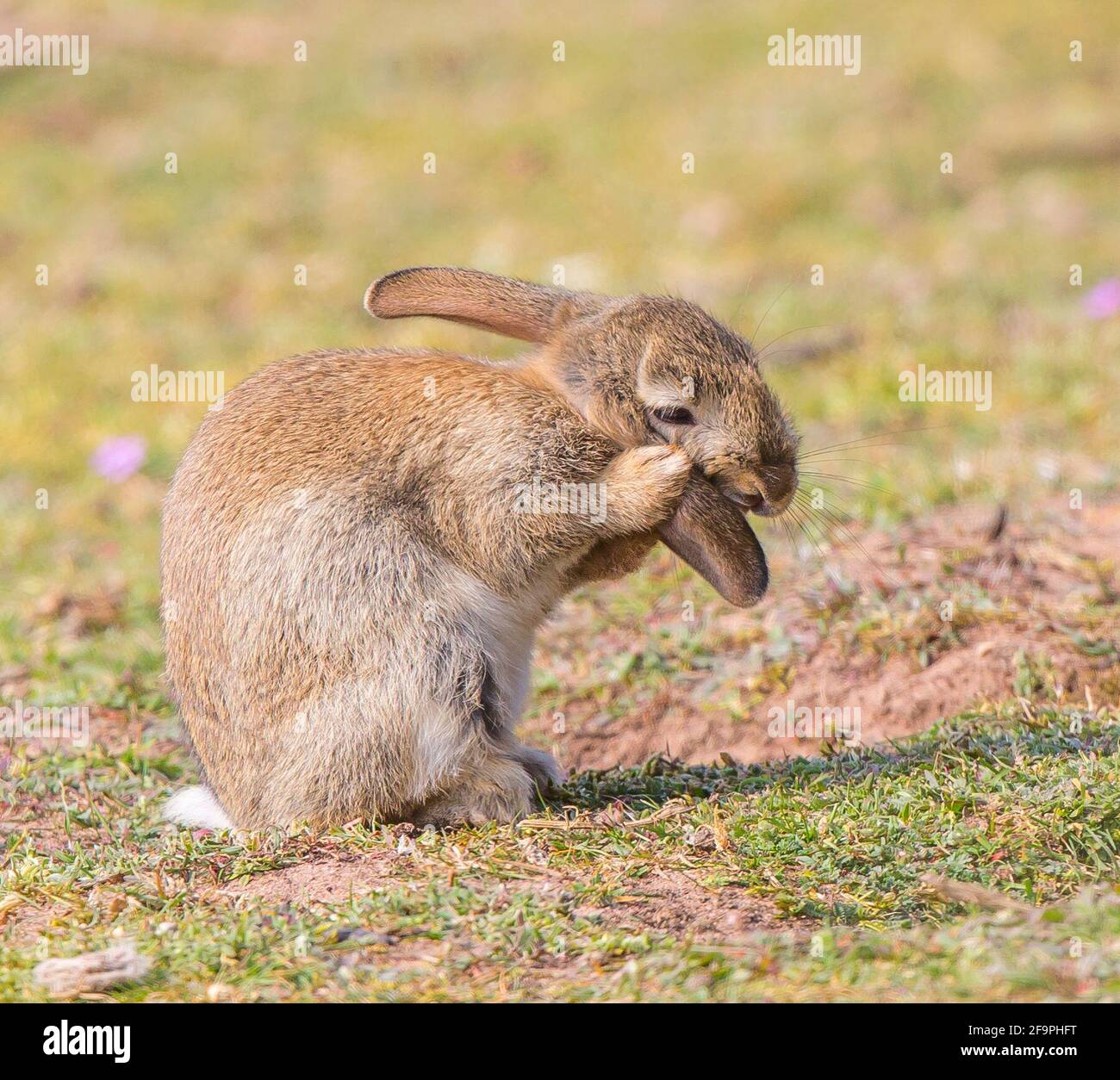Baby rabbits burrow hires stock photography and images Alamy