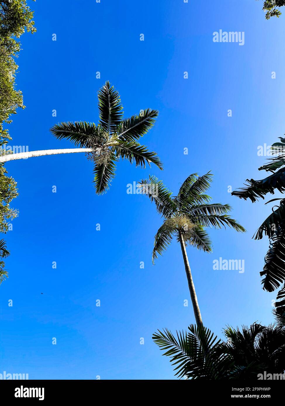 Beautiful shot of palm tree under a clear blue sky Stock Photo - Alamy