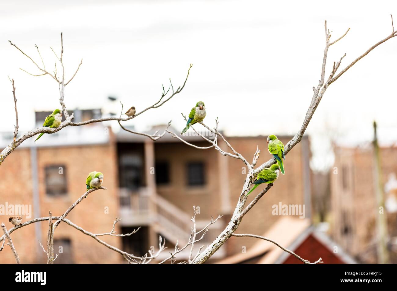 Monk parakeets (Myiopsitta monachus), also known as the Quaker parrot, is a species of true parrot in the family Psittacidae. These are perched in a bare winter tree in Chicago. Stock Photo