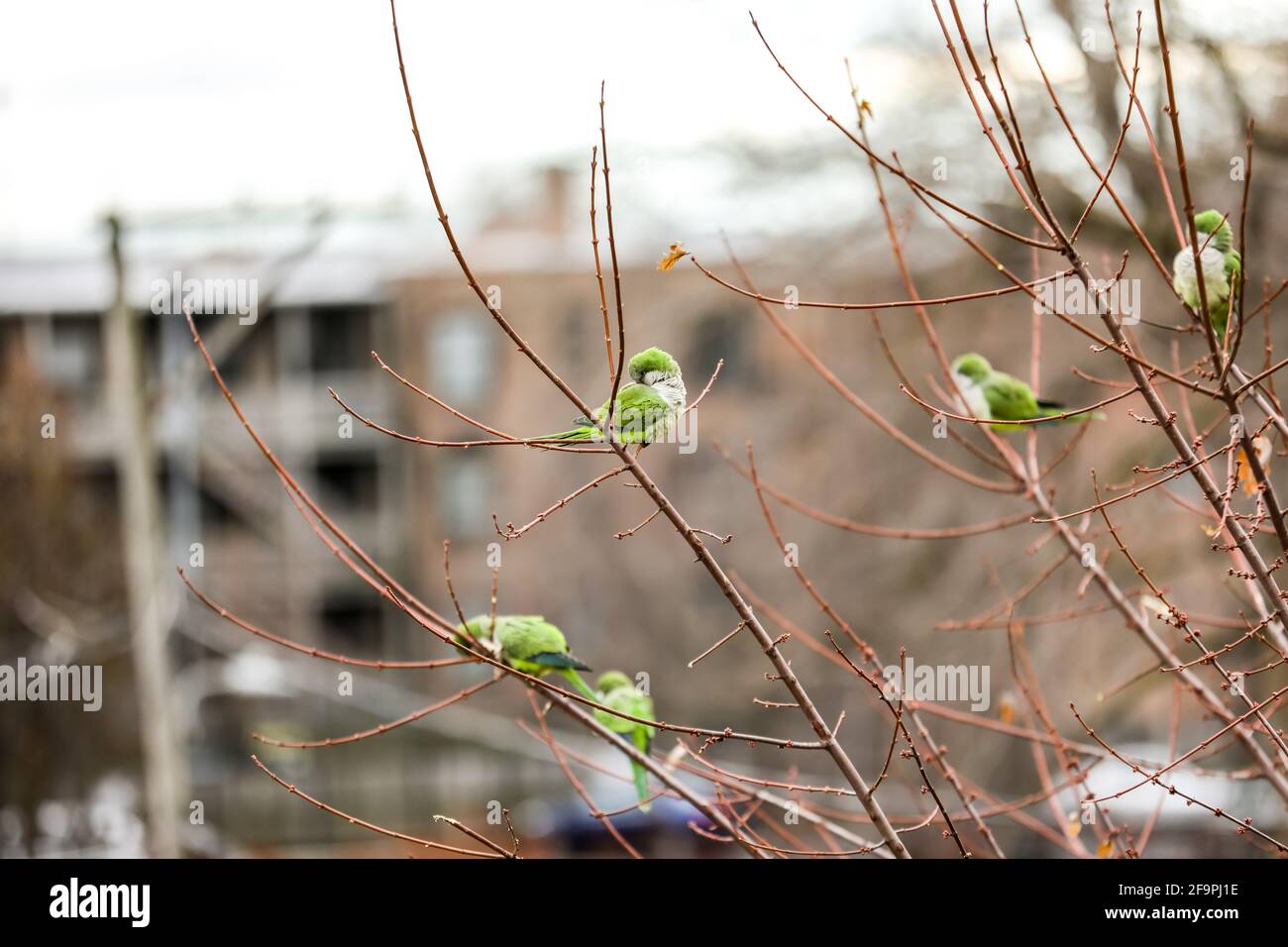 Monk parakeets (Myiopsitta monachus), also known as the Quaker parrot, is a species of true parrot in the family Psittacidae. These are perched in a bare winter tree in Chicago. Stock Photo