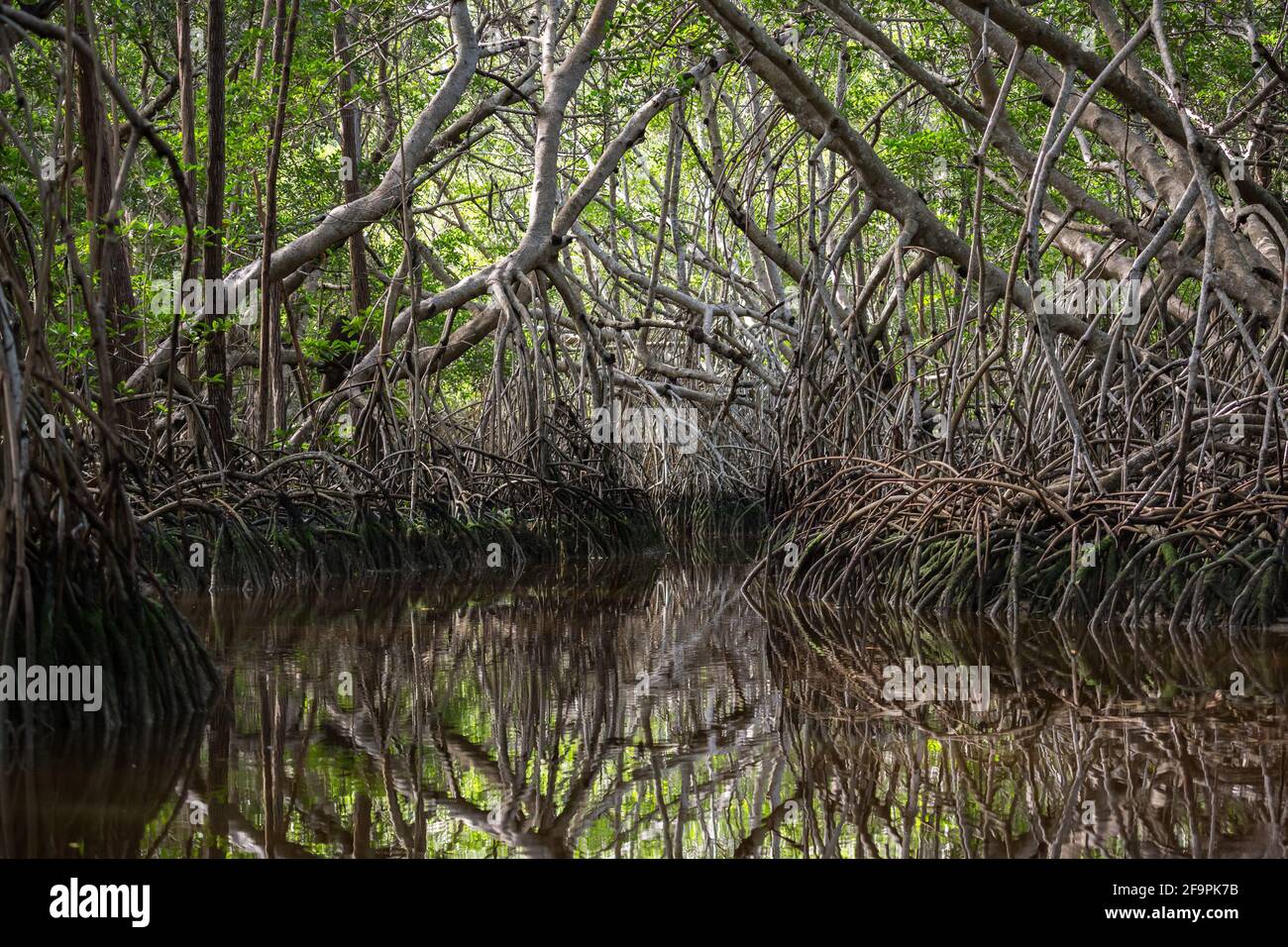 Mangrove thicket at the lagoon of Celestun, Yucatan, Mexico Stock Photo