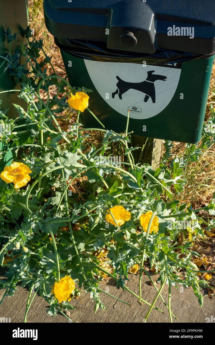 Dog poo litter bin Stock Photo Alamy