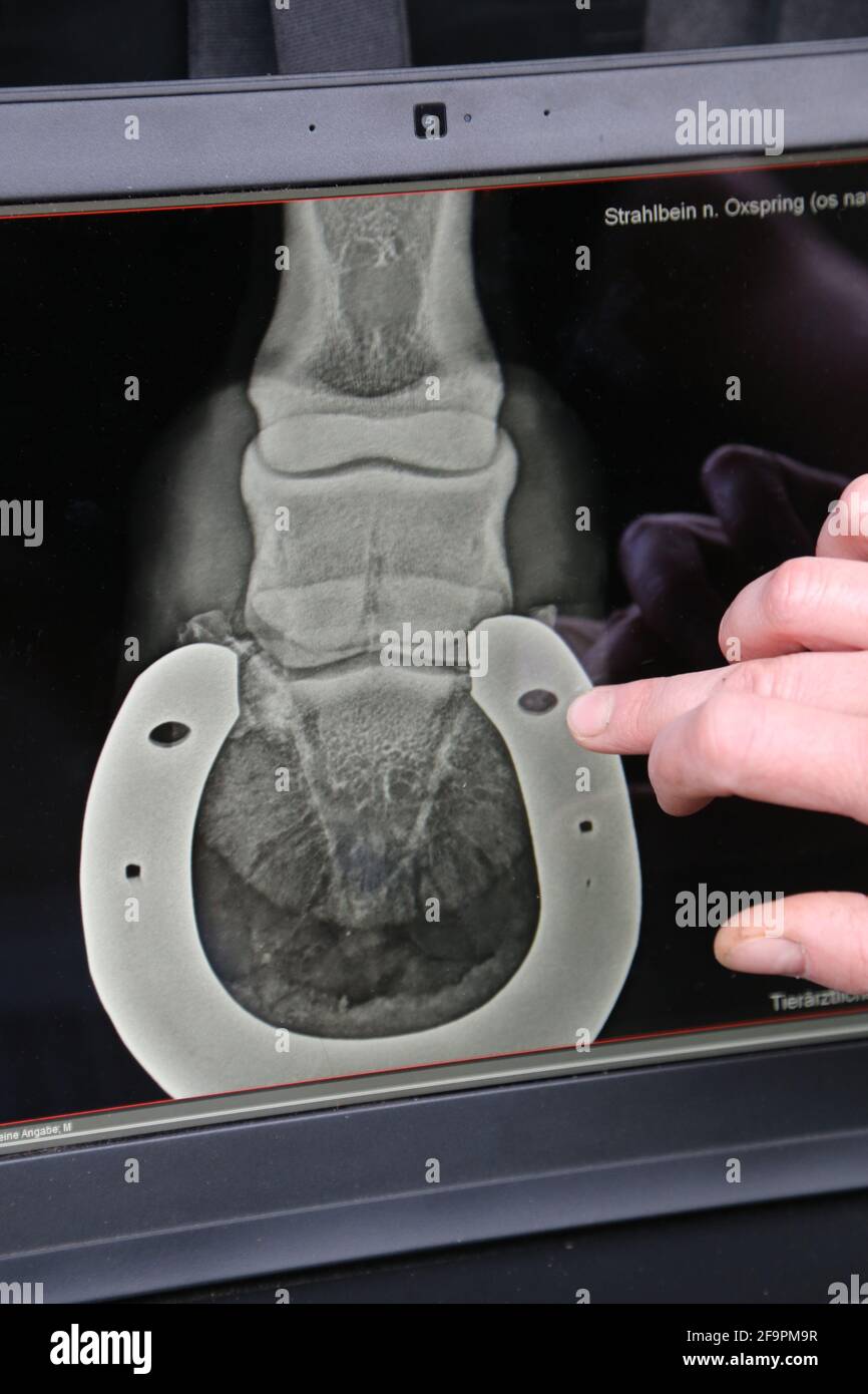 05.09.2018, Muenchehofe, Brandenburg, Germany - Evaluation of a roentgenogram of the navicular bone of a horse on a laptop. 00S180905D773CAROEX.JPG [M Stock Photo