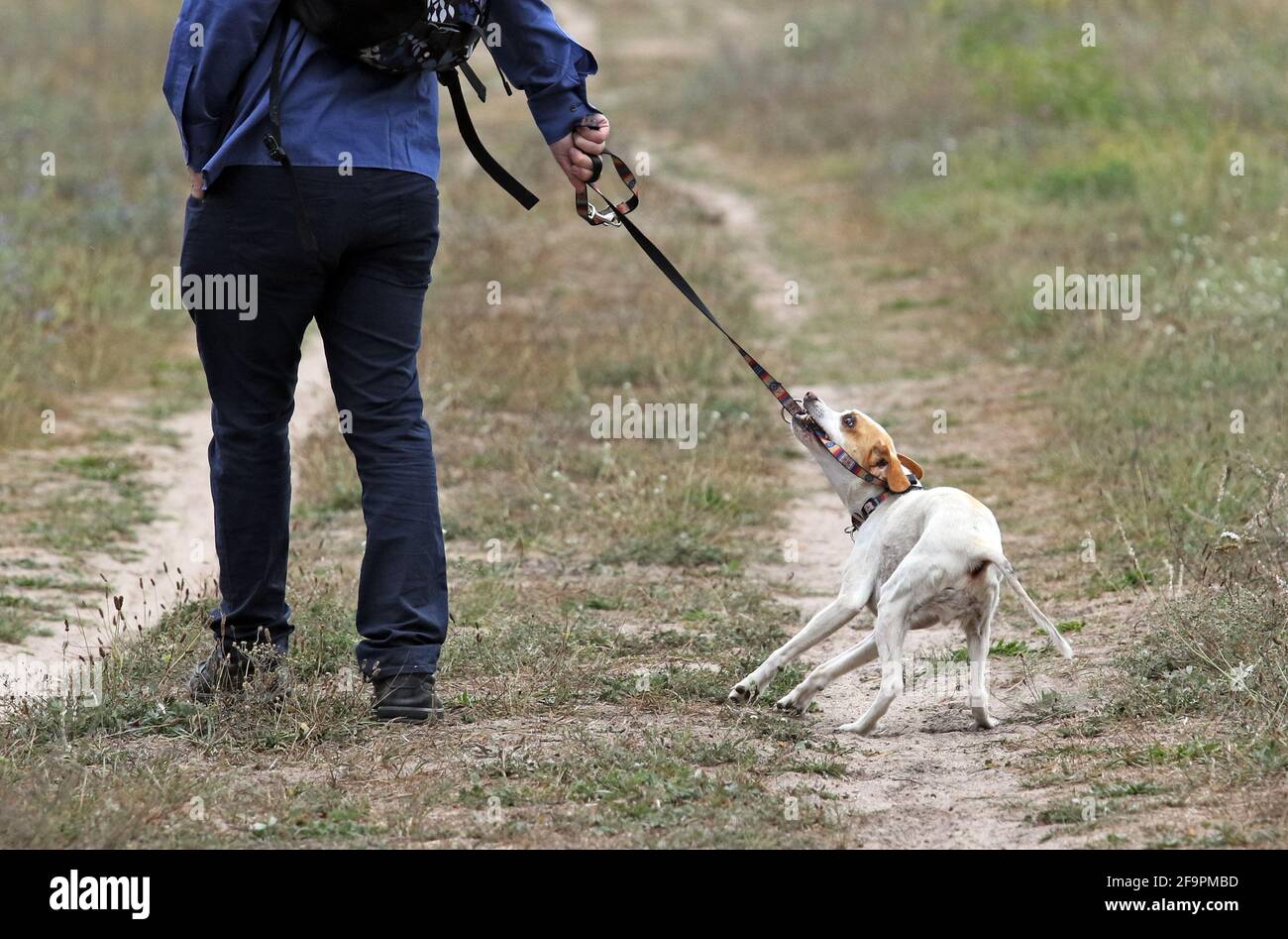 Dog tugging leash hi res stock photography and images Alamy