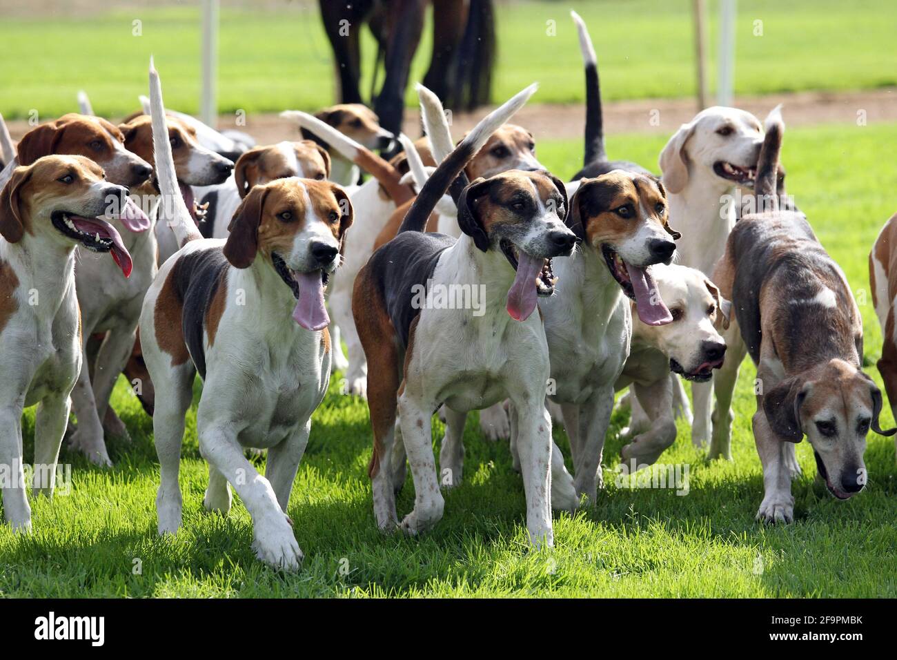 Hannover breed hi-res stock photography and images - Alamy