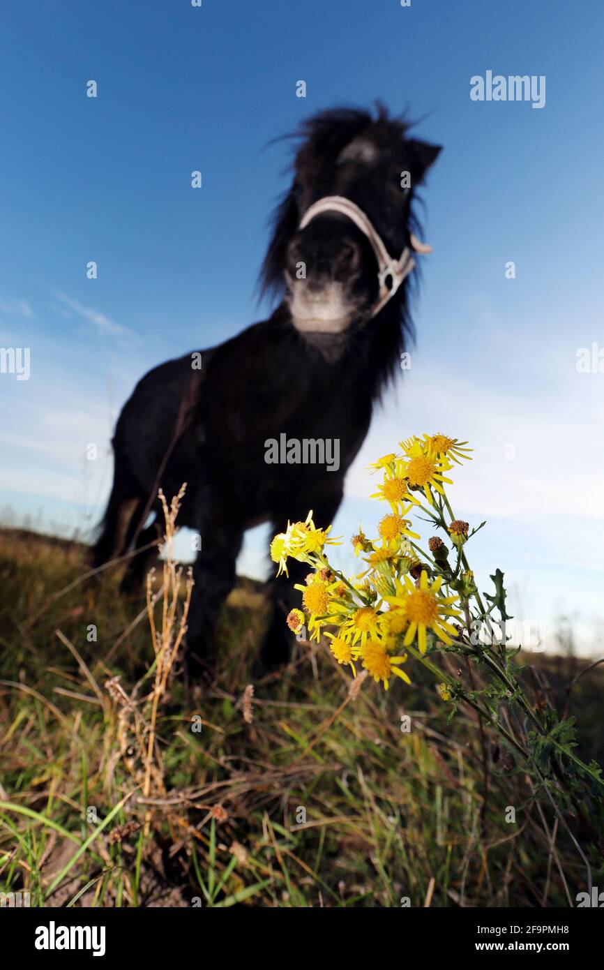 31.10.2018, Goerike, Brandenburg, Germany - Pony stands on a meadow with Jacob's cross weed. 00S181031D505CAROEX.JPG [MODEL RELEASE: NOT APPLICABLE, P Stock Photo