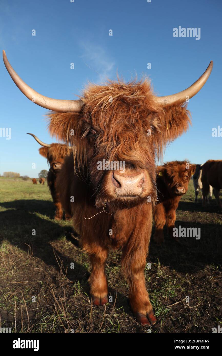 31.10.2018, Goericke, Brandenburg, Germany - Cattle of the Galloway breed on a pasture. 00S181031D504CAROEX.JPG [MODEL RELEASE: NOT APPLICABLE, PROPER Stock Photo