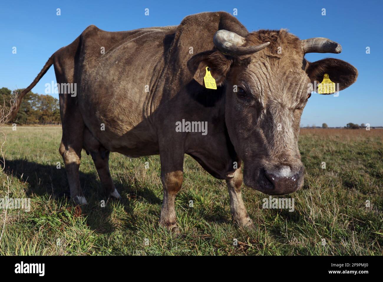 31.10.2018, Goericke, Brandenburg, Germany - Beef on a pasture. 00S181031D603CAROEX.JPG [MODEL RELEASE: NOT APPLICABLE, PROPERTY RELEASE: NO (c) caro Stock Photo