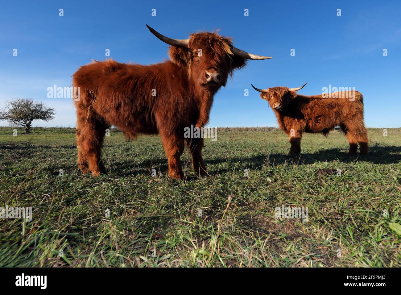 31.10.2018, Goericke, Brandenburg, Germany - Galloway cattle in a pasture. 00S181031D618CAROEX.JPG [MODEL RELEASE: NOT APPLICABLE, PROPERTY RELEASE: N Stock Photo