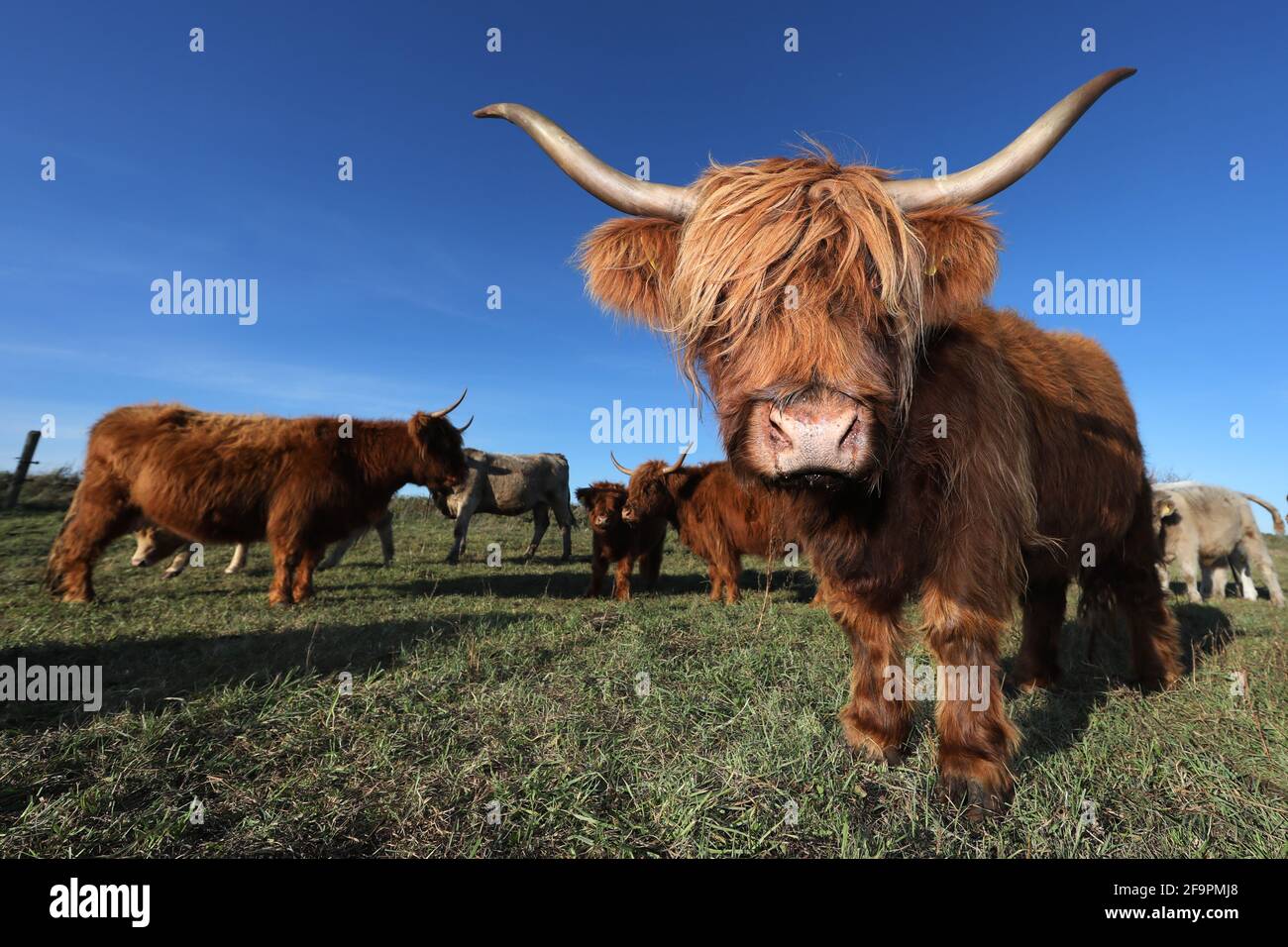 31.10.2018, Goericke, Brandenburg, Germany - Galloway cattle in a pasture. 00S181031D623CAROEX.JPG [MODEL RELEASE: NOT APPLICABLE, PROPERTY RELEASE: N Stock Photo