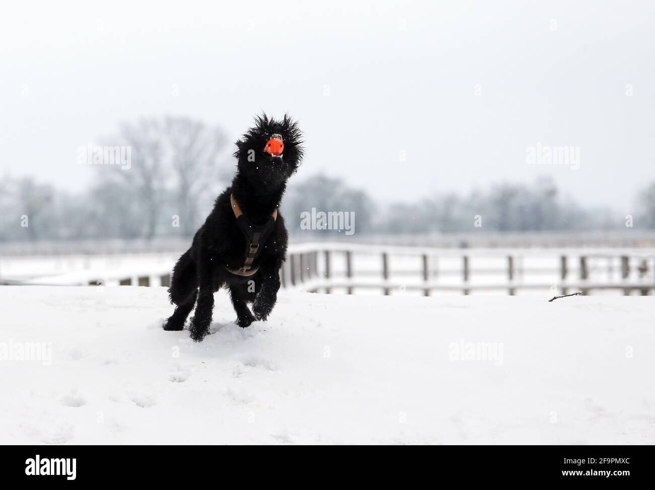 30.01.2021, Graditz, Saxony, Germany - Giant schnauzer catching a ball on a snowy meadow in winter. 00S210130D385CAROEX.JPG [MODEL RELEASE: NO, PROPER Stock Photo