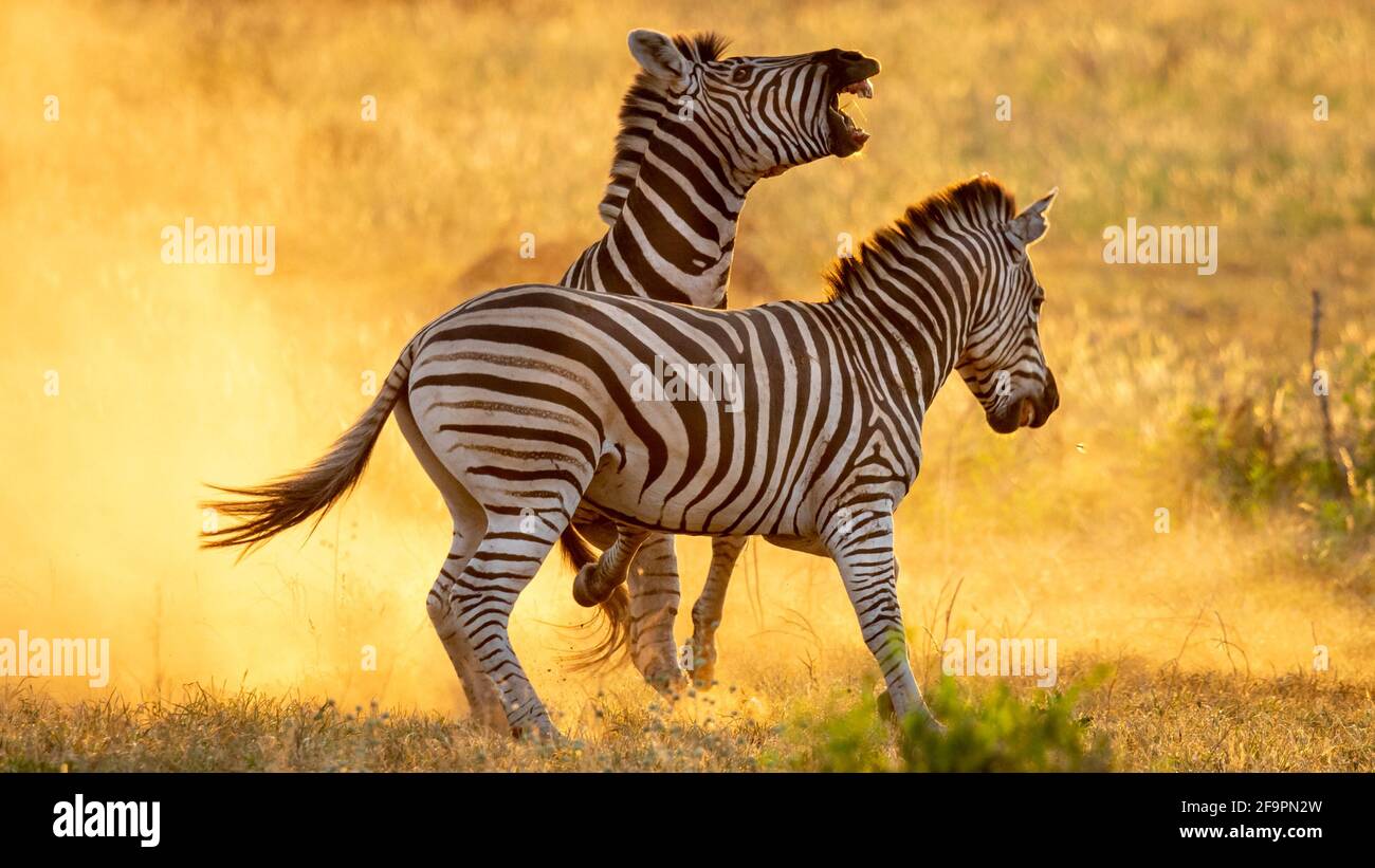 Zebra mating hires stock photography and images Alamy