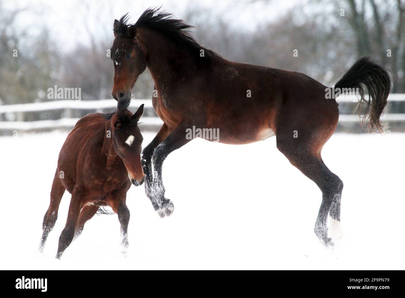 12.02.2021, Graditz, Saxony, Germany - Horses romping in a snow-covered paddock in winter. 00S210212D633CAROEX.JPG [MODEL RELEASE: NO, PROPERTY RELEAS Stock Photo