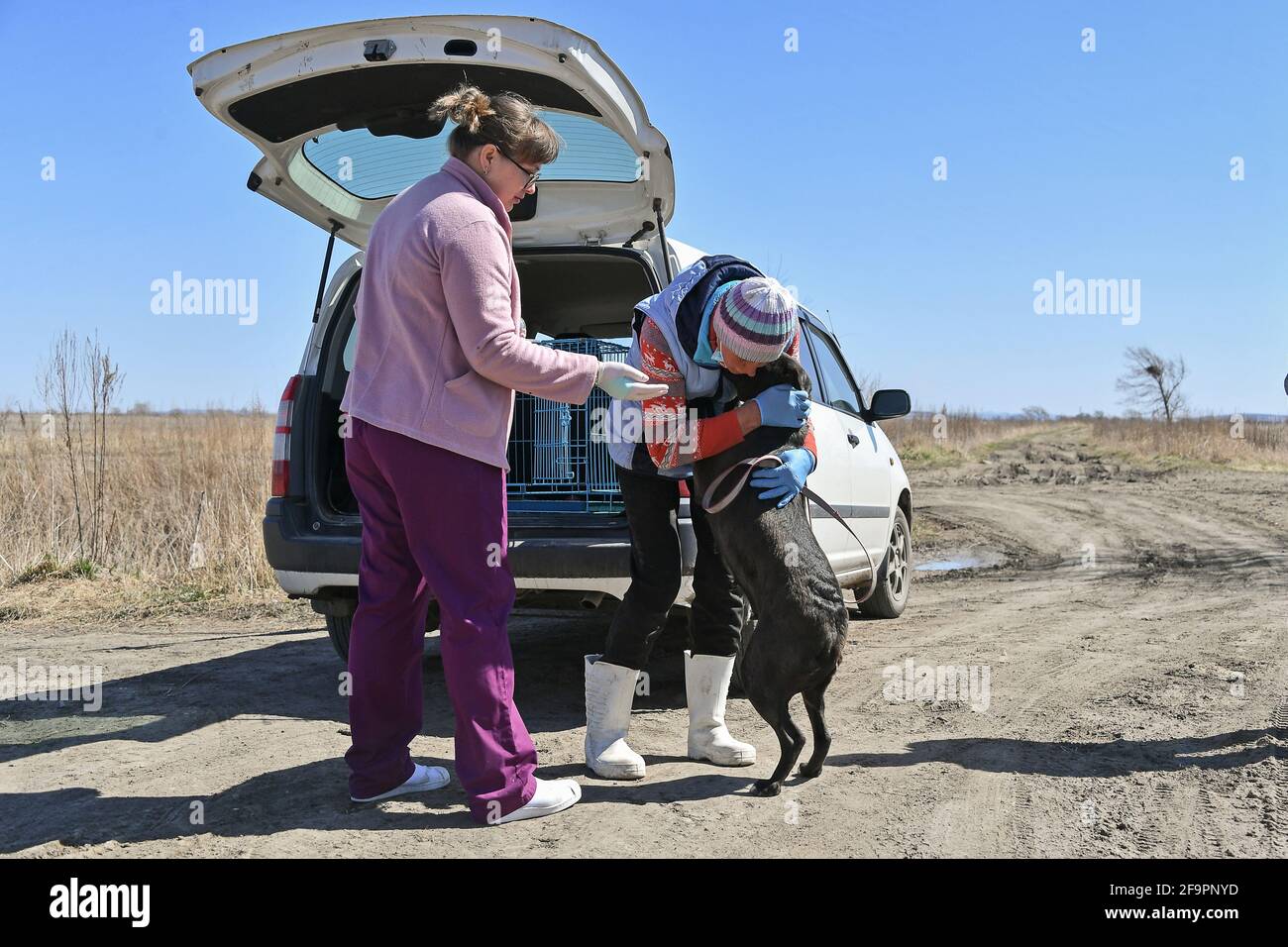 Primorye Territory Russia April 21 A Stray Dog Brought For Sterilisation To The Open Your Heart Stray Animal Centre In Ussuriysk 98km North Of Vladivostok Putting Down Stray Animals Has