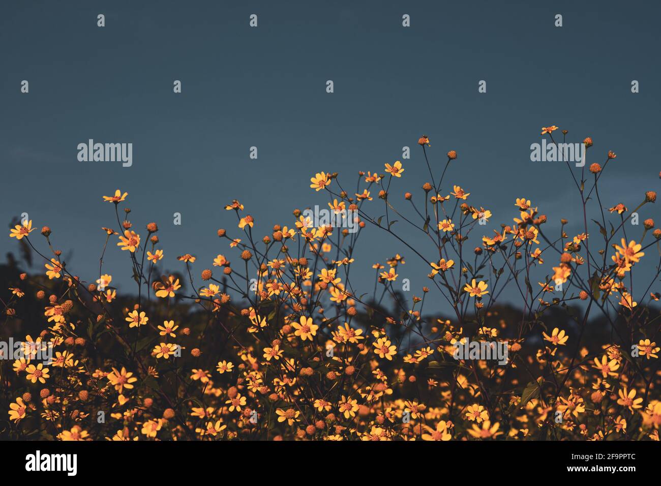 Field with yellow wild flowers Stock Photo - Alamy
