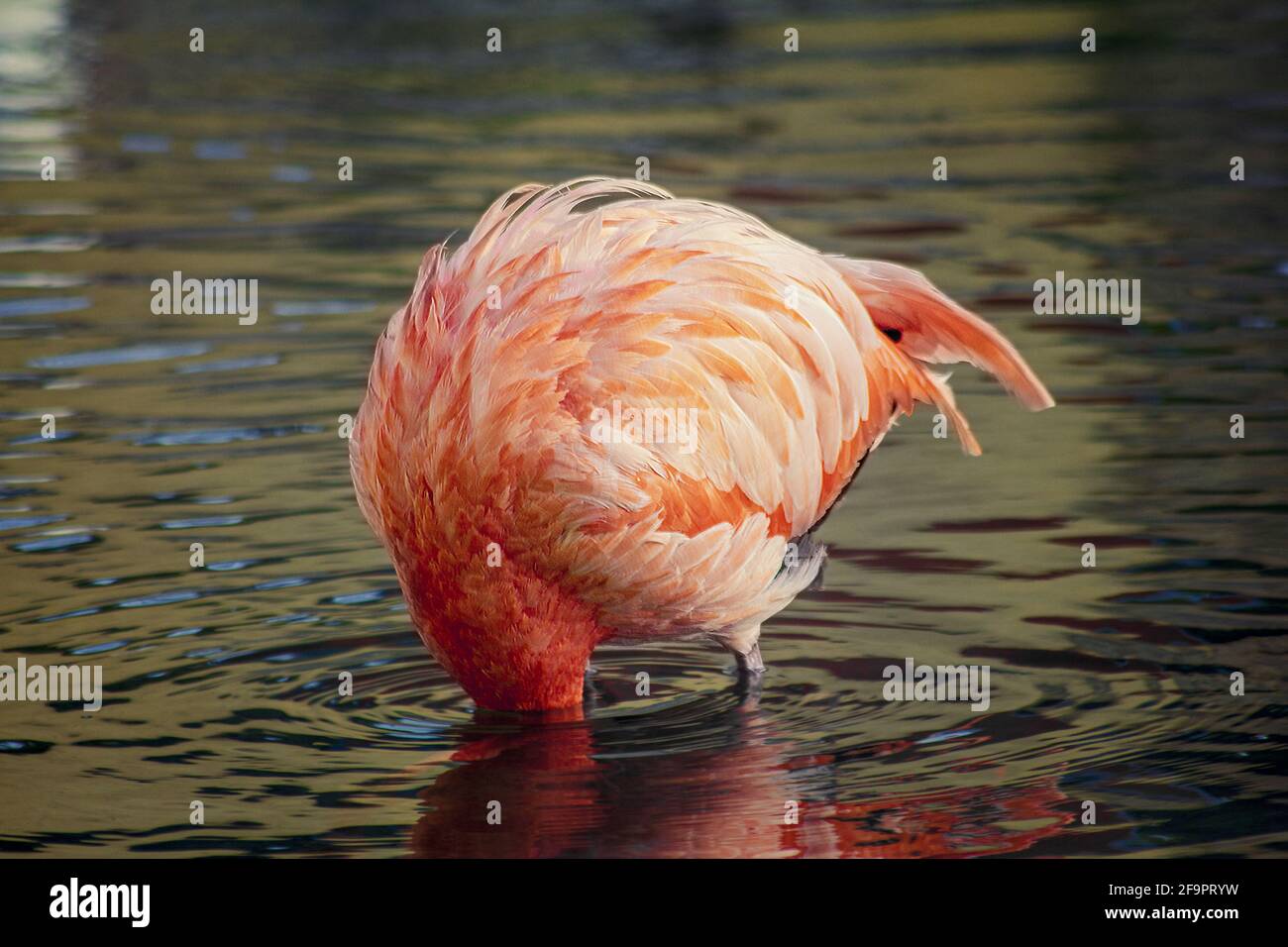 Fishing flamingo hi-res stock photography and images - Page 4 - Alamy