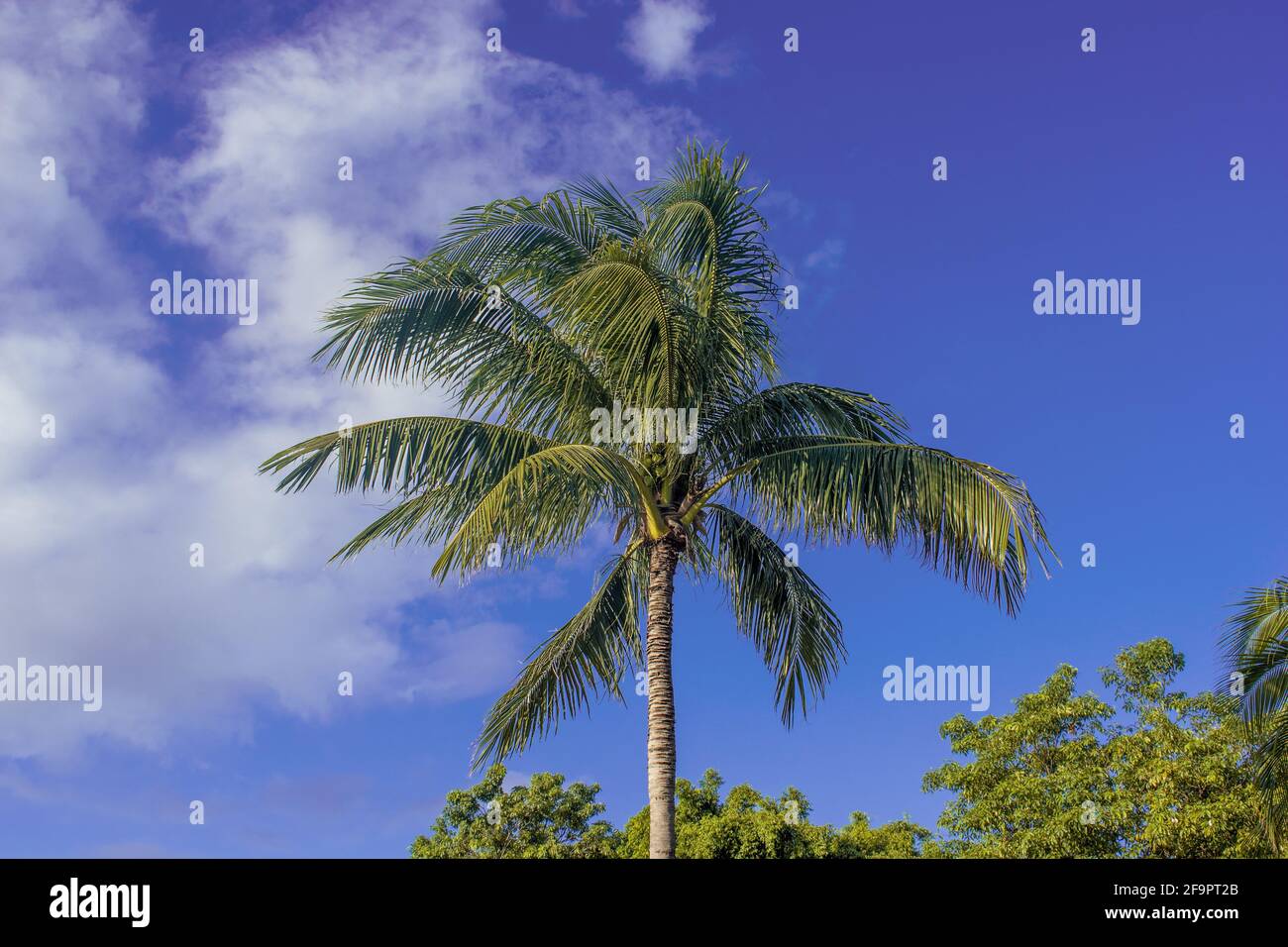 Low angle shot of a beautiful tall palm tree under blue sky with clouds ...