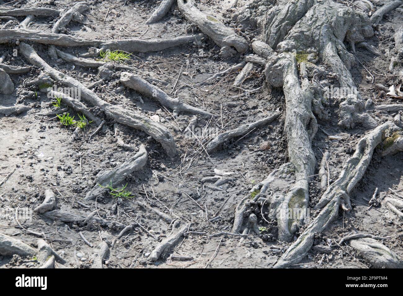 Underground root spread hi-res stock photography and images - Alamy