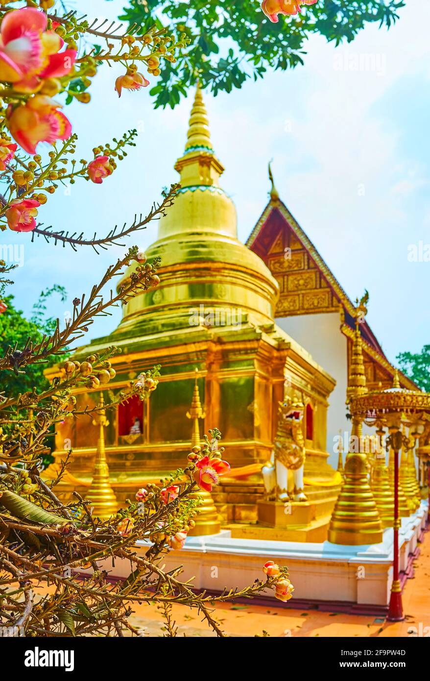 The golden Chedi of Wat Phra Singh, with bright flowers of the cannonball tree in the foreground, Chiang Rai, Thailand Stock Photo