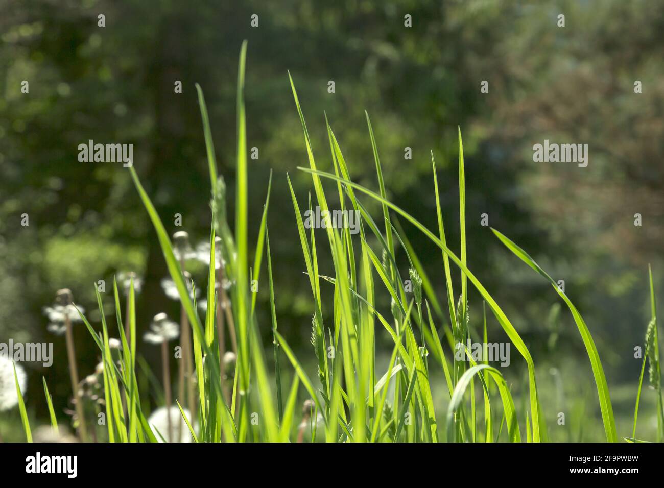 Rays dandelion hi-res stock photography and images - Alamy