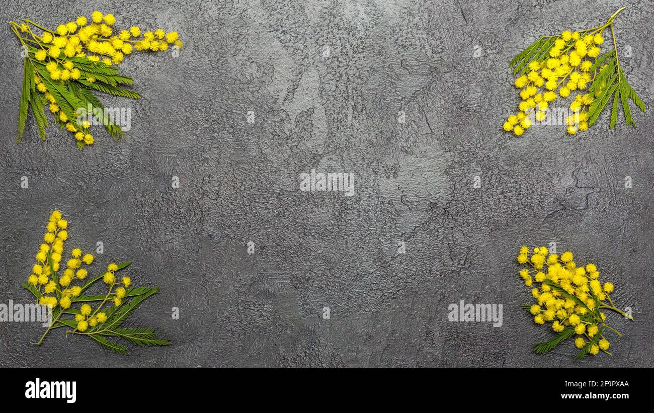 Beautiful yellow mimosa branch background over dark Stock Photo