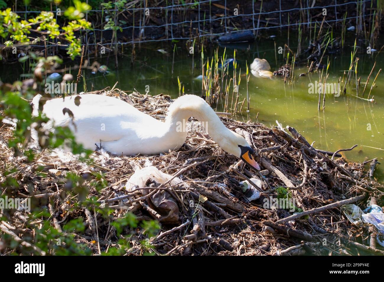 A Mute swan nesting using rubbish and plastics Stock Photo