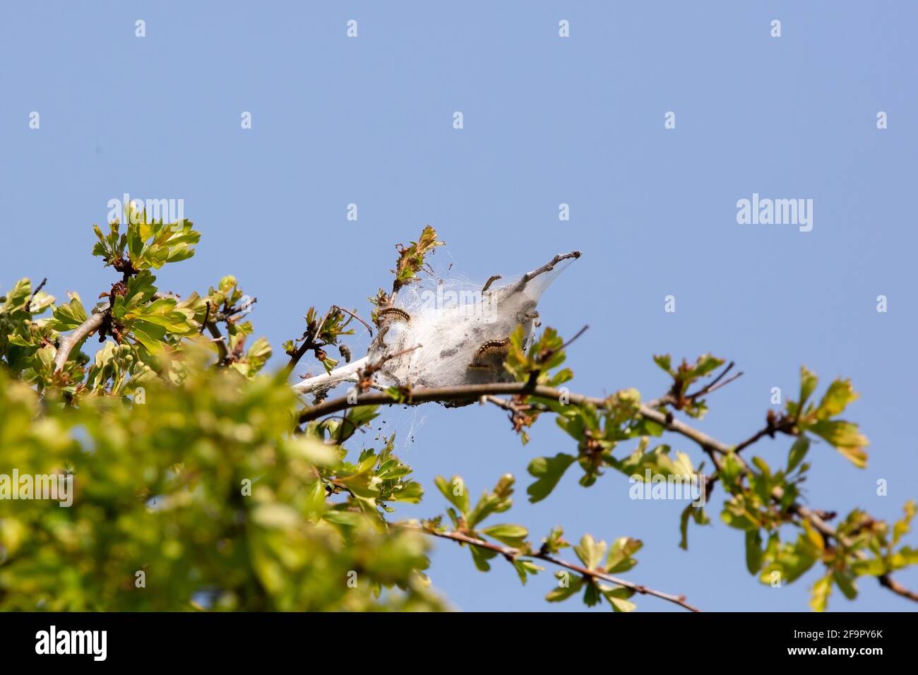 Oak processionary moth nest hires stock photography and images Alamy