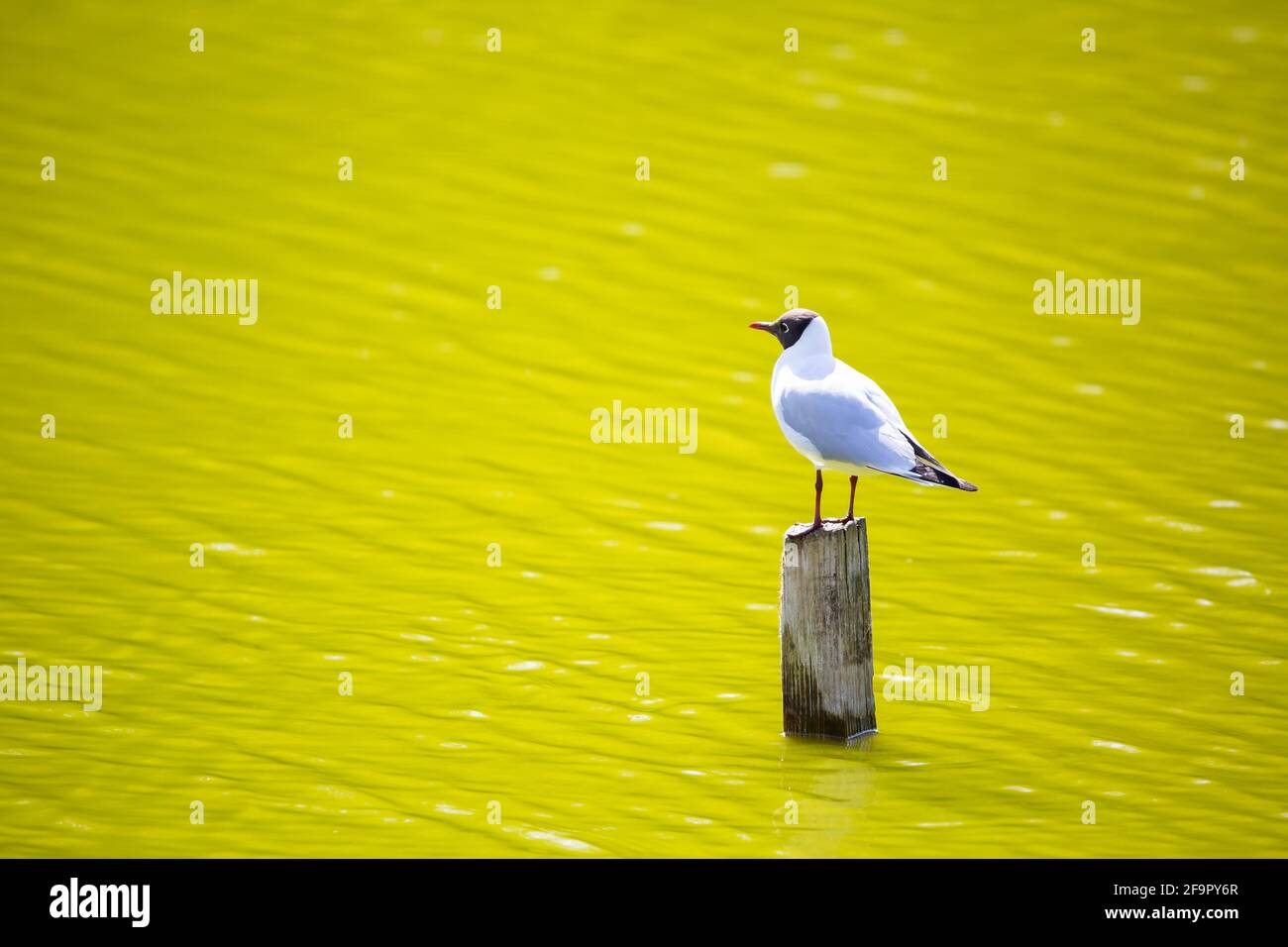 A Black headed gull perched on a fence post on a green lake Stock Photo