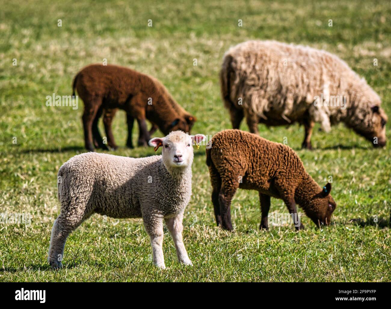 Shetland sheep lambs in a field in sunshine, East Lothian, Scotland, UK Stock Photo