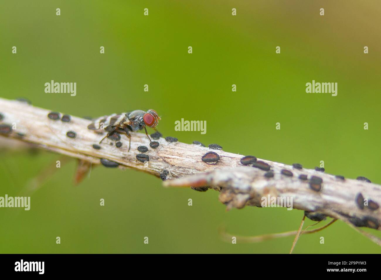 Aphid and ants on a twig Stock Photo