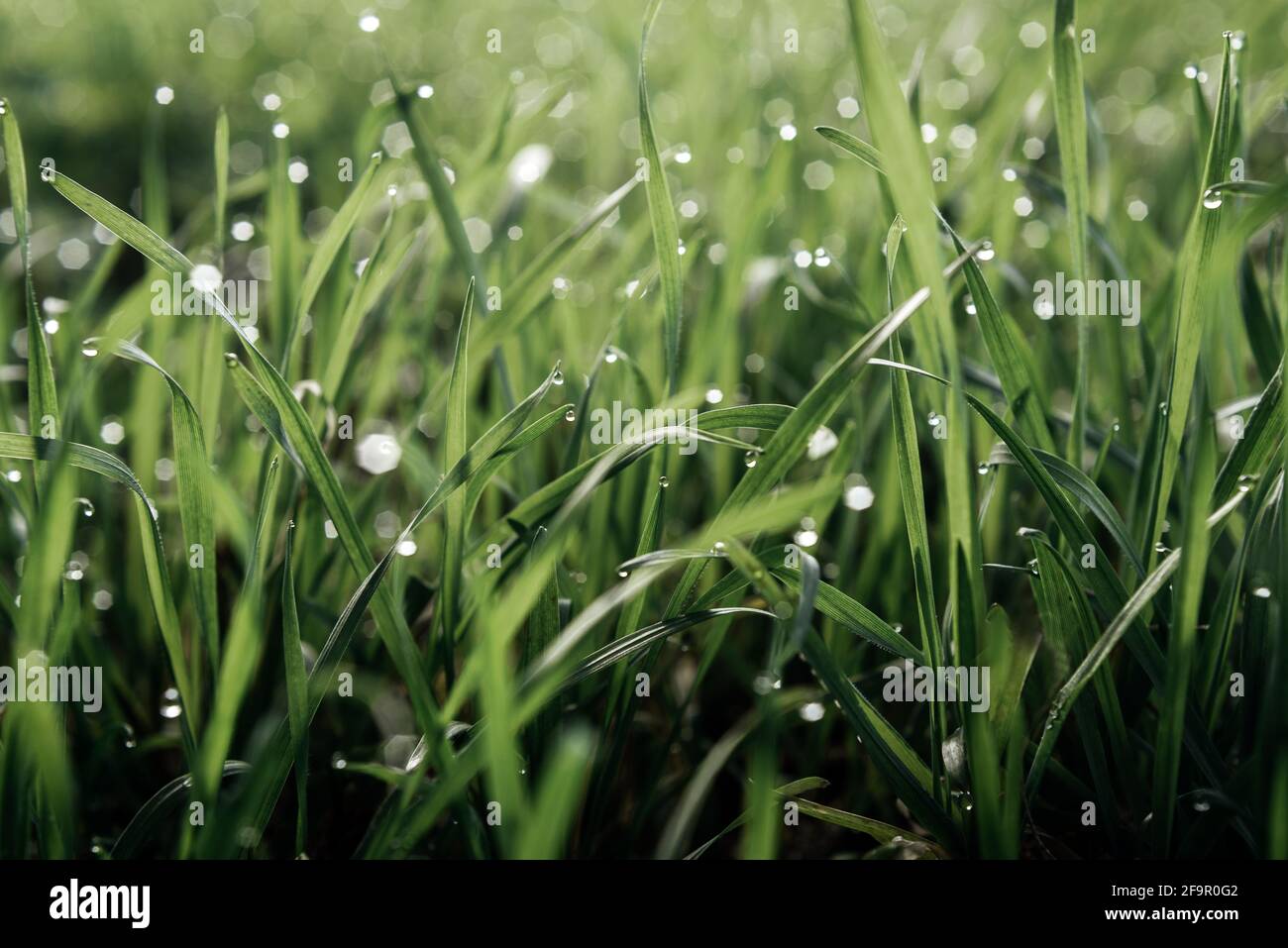 Fresh green grass with water drops natural green background Stock Photo ...