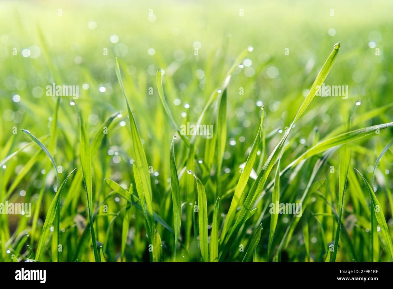 Fresh green grass with water drops natural green background Stock Photo ...