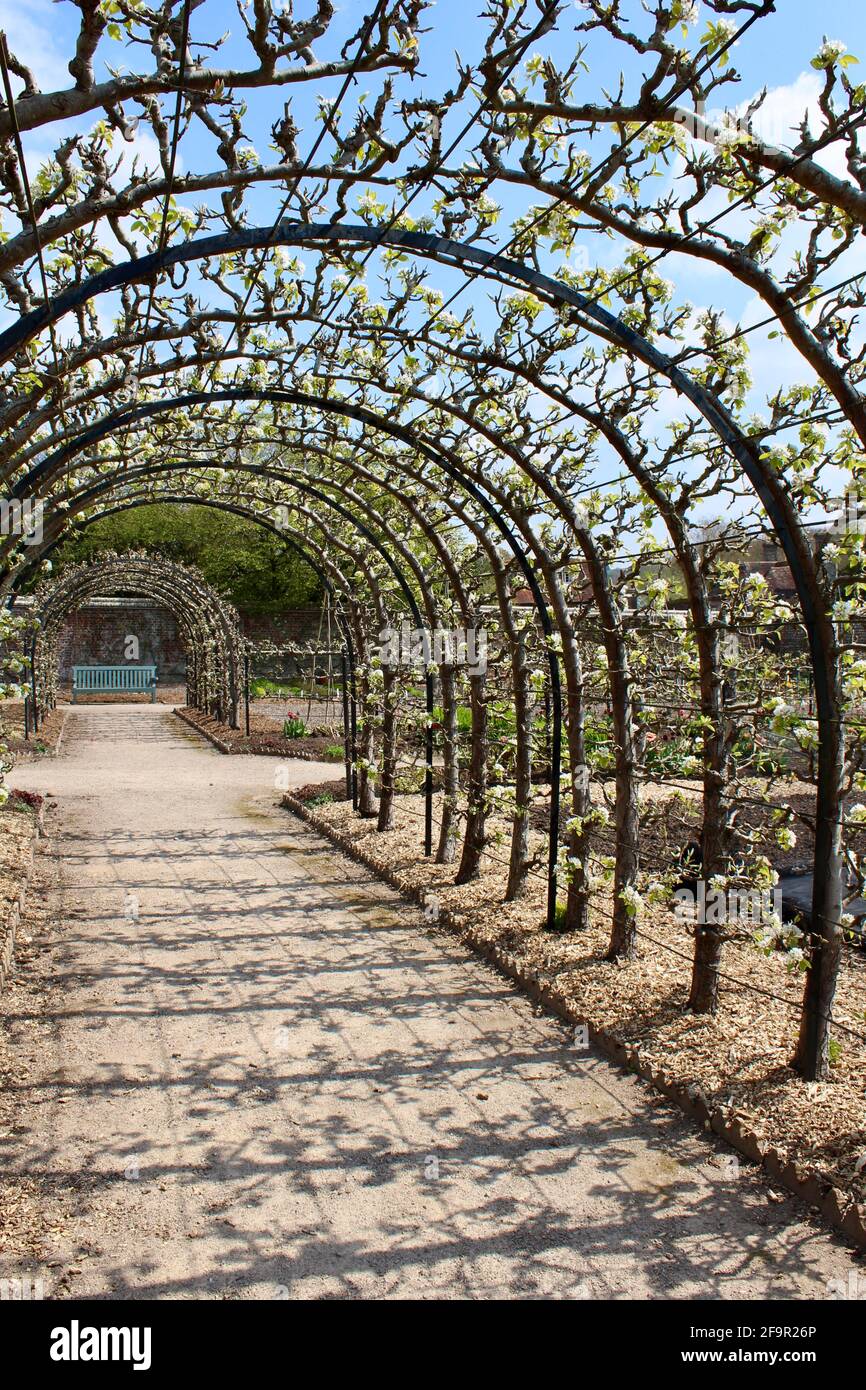 The Pear Tunnel at West Dean Gardens leading the eye to the green garden seat for sitting and relaxation purposes. Stock Photo
