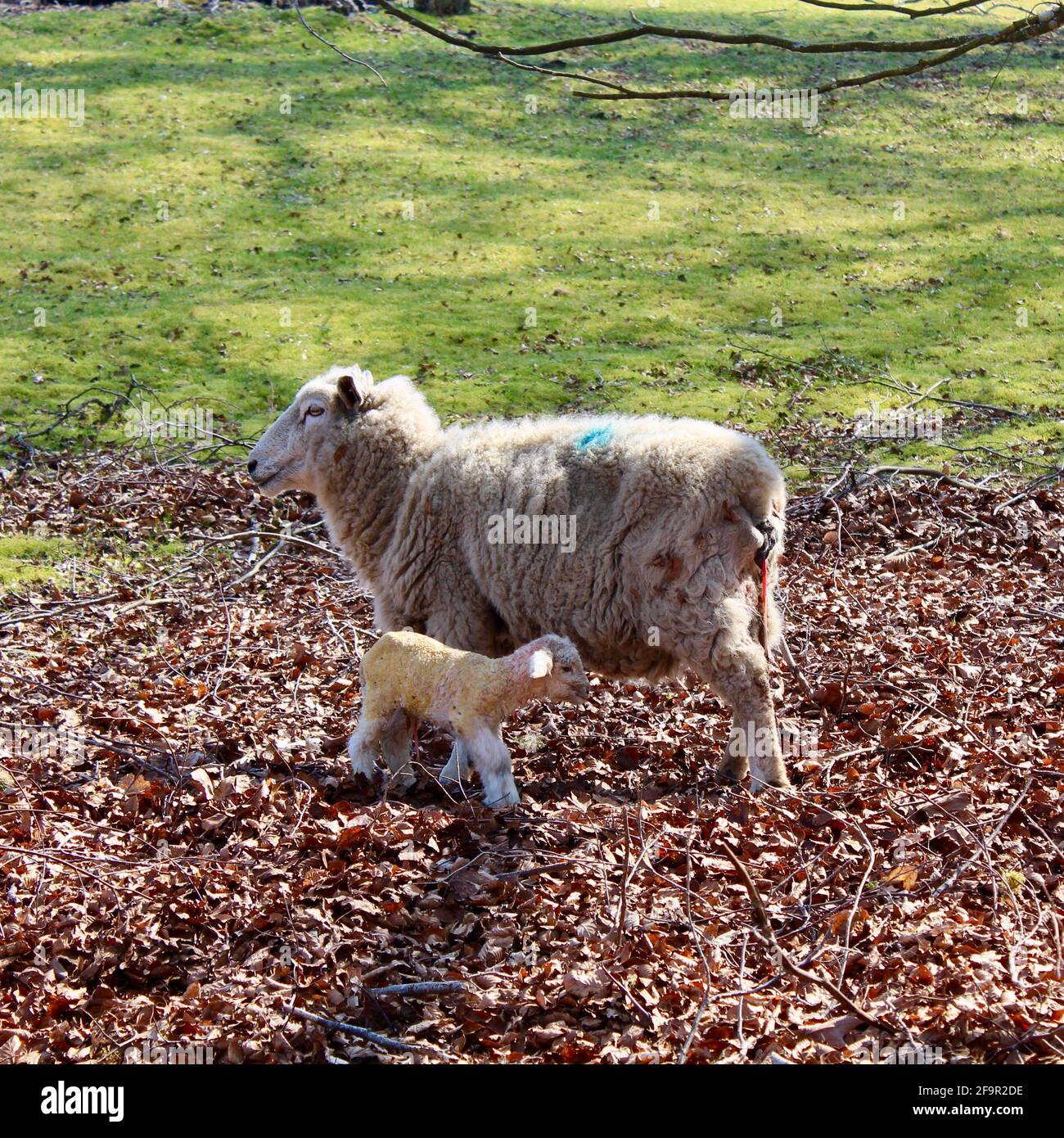 Wobbly legged addition to the world as this very recently born lamb sees the light of day for the first time. All seemed well with feeding in progress. Stock Photo