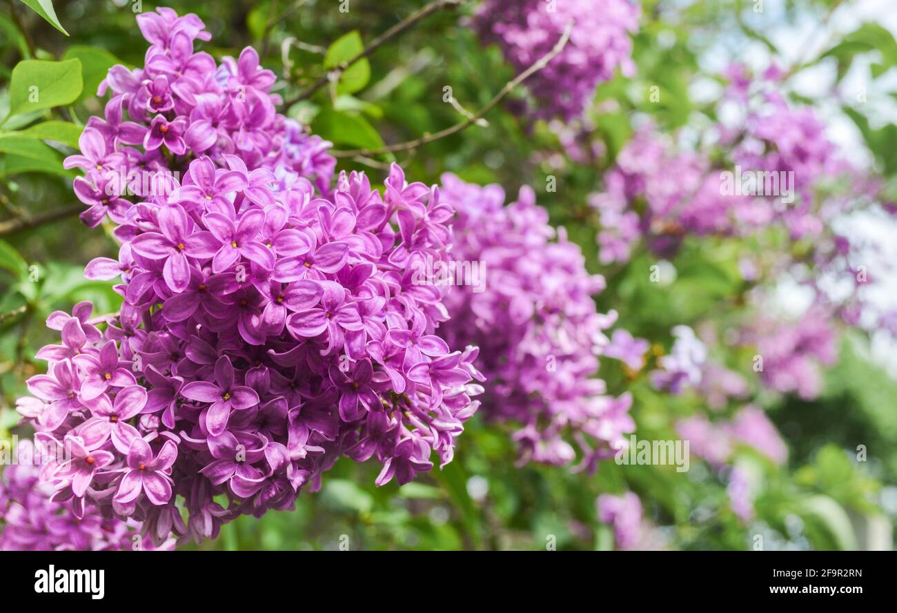 Purple Lilac Bush in Full Bloom Stock Photo